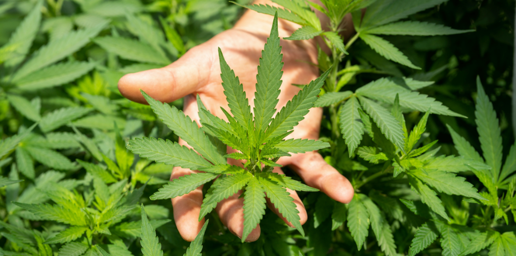 Full Spectrum CBD Benefits