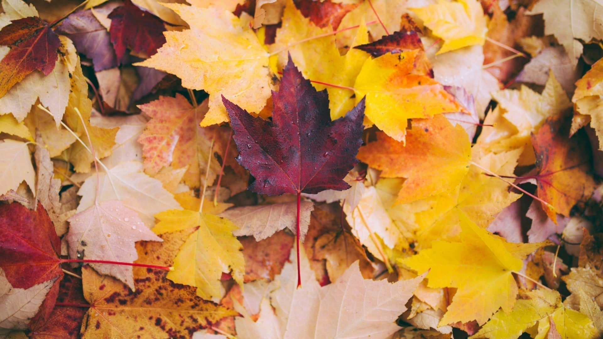 How CBD Can Support Your Seasonal Transition