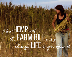 Farmer in field with hemp stalks from Hemp and Farm Bill article